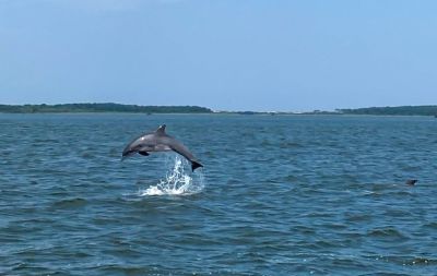 Captain Johnny’s Dolphin Tours photo