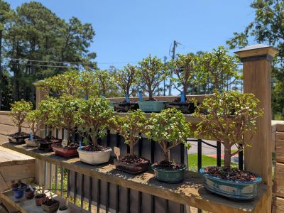 Silver Bonsai Gallery photo