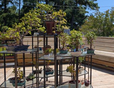 Silver Bonsai Gallery photo