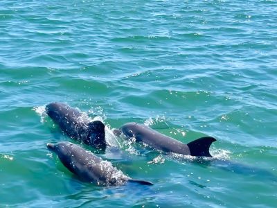 Captain Johnny’s Dolphin Tours photo