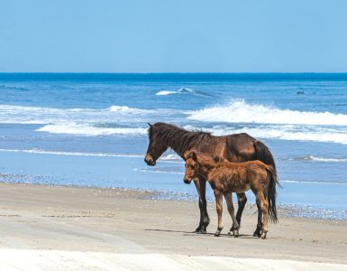 Back Beach Wild Horse Tours photo