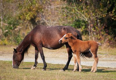 Back Country Wild Horse Safari photo