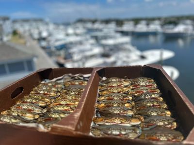 Blue Water Grill &amp; Raw Bar photo