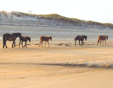 Back Beach Wild Horse Tours photo