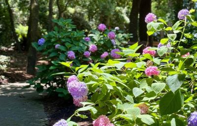 Duck Town Park photo