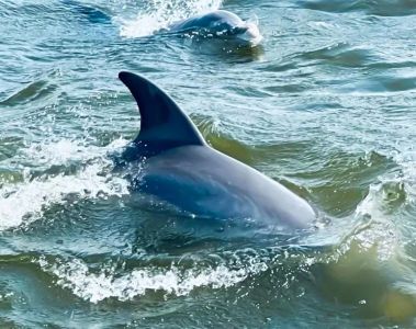 Harbor Star Dolphin Tours photo