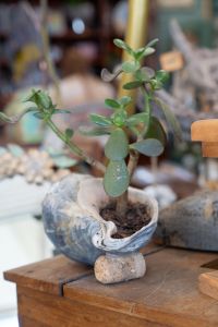 Marsh Fox Market photo