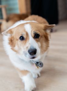 Marsh Fox Market photo