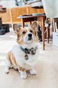 Marsh Fox Market photo