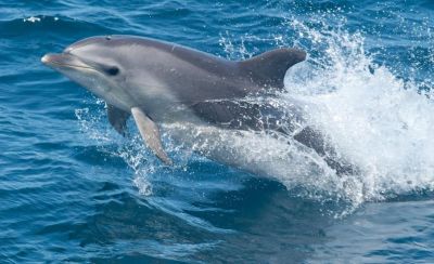 Harbor Star Dolphin Tours photo