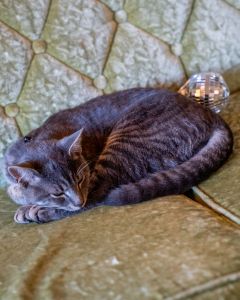 Foxy Flamingo Boutique photo