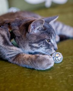 Foxy Flamingo Boutique photo