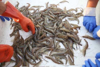 OBX Bait &amp; Tackle Corolla Outer Banks photo