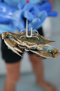 OBX Bait &amp; Tackle Corolla Outer Banks photo