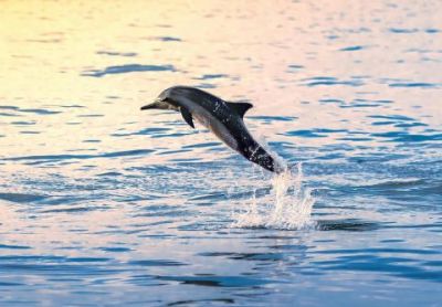 Harbor Star Dolphin Tours photo
