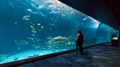 North Carolina Aquarium on Roanoke Island photo