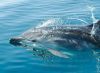 Harbor Star Dolphin Tours photo