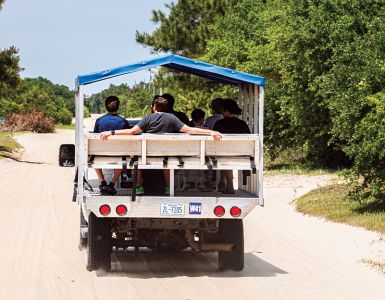 Back Beach Wild Horse Tours photo