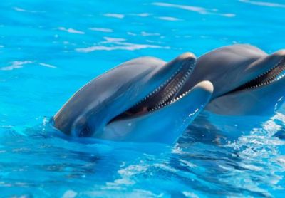Harbor Star Dolphin Tours photo