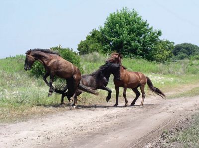 See the wild horses of Corolla with Back Country Safari Tours