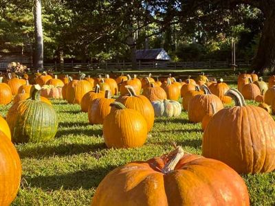 Island Farm Pumpkin Patch Saturdays