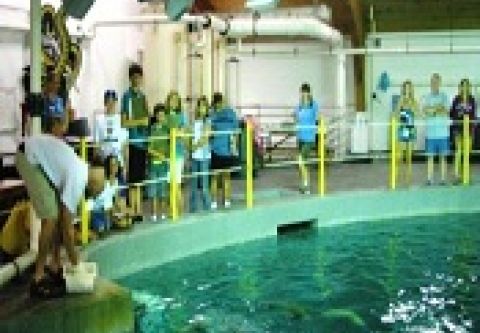 North Carolina Aquarium on Roanoke Island, Shark Exhibit Tour