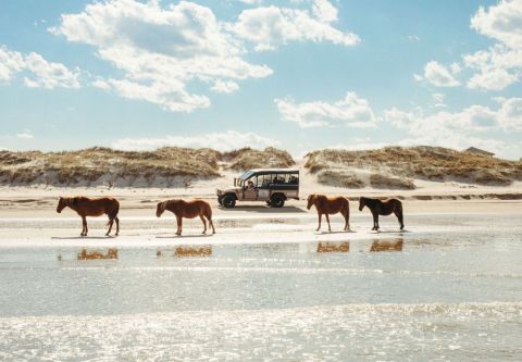 Wild Horse Adventure Tours, Voted the #1 Tour Company in the USA