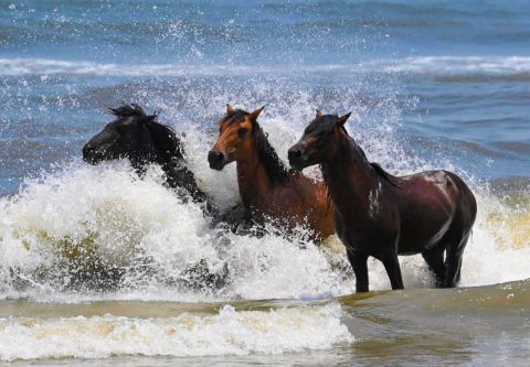 Bob's Corolla Wild Horse Tours, Afternoon Wild Horse Tour