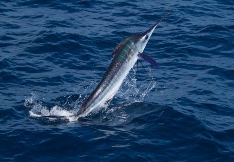 Corolla Water Sports, Corolla Charter Fishing
