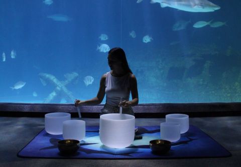 North Carolina Aquarium on Roanoke Island, Sound Bath Under the Sea: Meditation Session