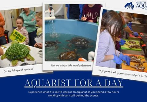 North Carolina Aquarium on Roanoke Island, Aquarist for a Day