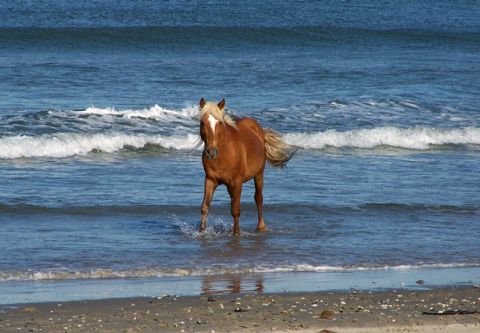 Things to do | Corolla Wild Horse Museum | Outer Banks, NC