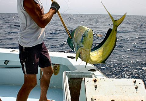 Tuna Duck Sportfishing, Mahi Mahi Fishing
