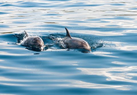 Risky Business Shrimping & Crabbing Charters, Dolphin Tours
