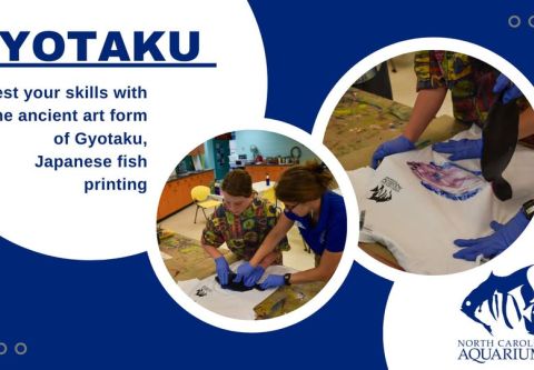 North Carolina Aquarium on Roanoke Island, Gyotaku - “Fish Printing”