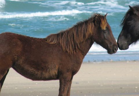 Corolla Wild Horse Fund, Support the Horses
