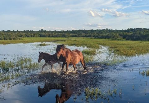 Back Country Wild Horse Safari, Off-Road Eco-Adventure