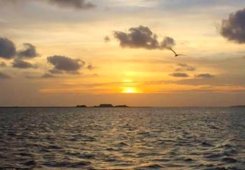 Paradise Dolphin Cruises, Sunset Cruises