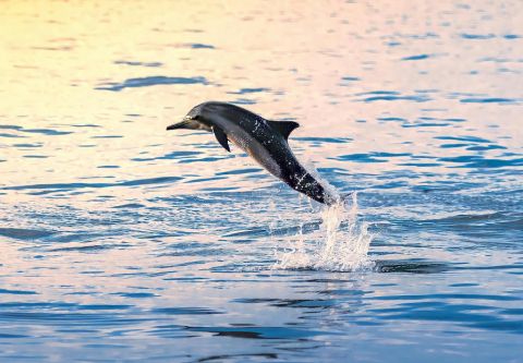 Harbor Star Dolphin Tours, Private Dolphin Tour