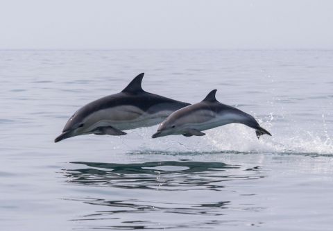 Harbor Star Dolphin Tours, Evening Dolphin Tour