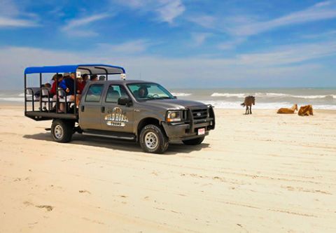 Corolla Wild Horse Tours, Family Adventure: Afternoon Wild Horse Tour