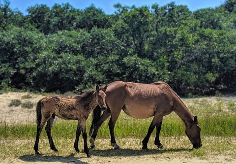 Back Country Wild Horse Safari, Private Wild Horse Tours