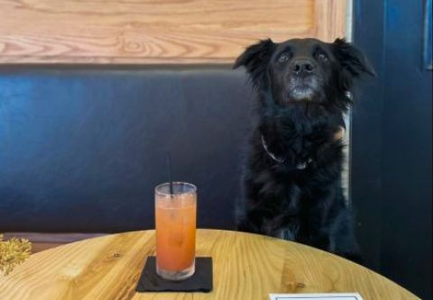 Buffalo City Distillery, Bring the Pups!