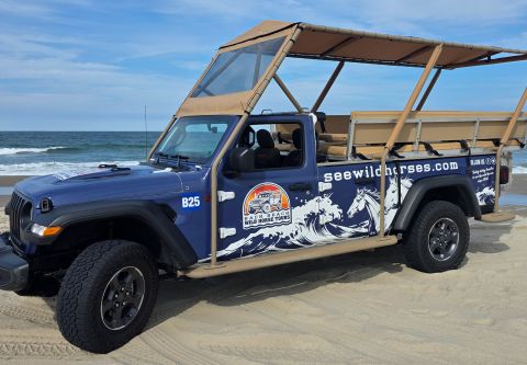 Back Beach Wild Horse Tours, Jeep Safari Tour