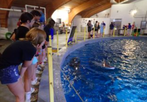 North Carolina Aquarium on Roanoke Island, Behind-the-Scenes: Shark Feeding