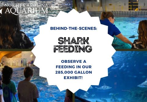 North Carolina Aquarium on Roanoke Island, Behind-the-Scenes: Shark Feeding