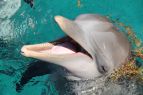 Wanchese Marina, Free Dolphin Tour for 2