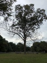 Large Tree