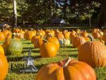 Island Farm Pumpkin Patch Saturdays