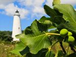 Ocracoke Fig Festival